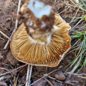 Cortinarius sp. at Gundary TSR - 29 Jun 2024