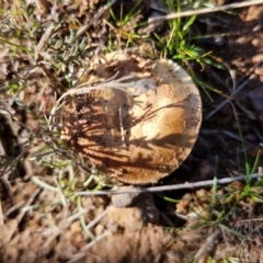 Cortinarius sp. at Gundary TSR - 29 Jun 2024