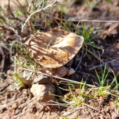 Cortinarius sp. at Gundary TSR - 29 Jun 2024