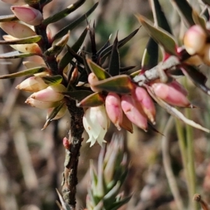 Melichrus urceolatus at Gundary TSR - 29 Jun 2024