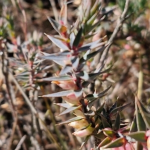 Melichrus urceolatus at Gundary TSR - 29 Jun 2024