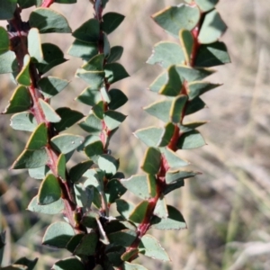 Acacia pravissima at Gundary TSR - 29 Jun 2024