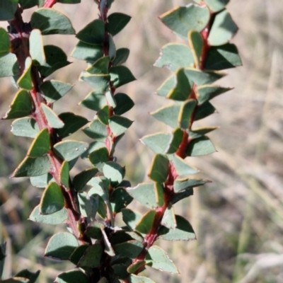 Acacia pravissima (Wedge-leaved Wattle, Ovens Wattle) at Gundary TSR - 29 Jun 2024 by trevorpreston