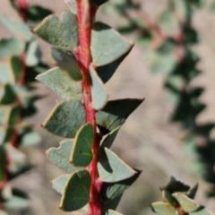 Acacia pravissima at Gundary TSR - 29 Jun 2024