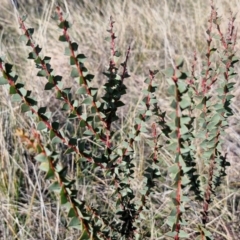 Acacia pravissima at Gundary TSR - 29 Jun 2024