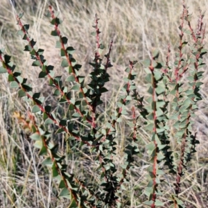 Acacia pravissima at Gundary TSR - 29 Jun 2024