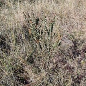 Acacia pravissima at Gundary TSR - 29 Jun 2024