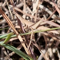 Keyacris scurra (Key's Matchstick Grasshopper) at Gundary TSR - 29 Jun 2024 by trevorpreston