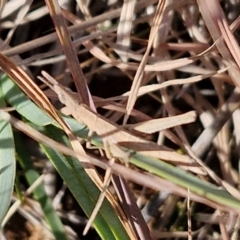 Keyacris scurra at Gundary TSR - 29 Jun 2024 12:24 PM