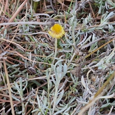 Chrysocephalum apiculatum (Common Everlasting) at Goulburn Mulwaree Council - 29 Jun 2024 by trevorpreston