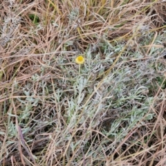 Chrysocephalum apiculatum at Gundary TSR - 29 Jun 2024 12:17 PM