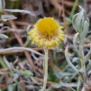 Chrysocephalum apiculatum at Gundary TSR - 29 Jun 2024