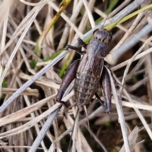 Bobilla sp. (genus) at Gundary TSR - 29 Jun 2024