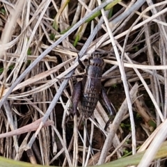 Bobilla sp. (genus) at Gundary TSR - 29 Jun 2024