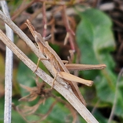 Keyacris scurra (Key's Matchstick Grasshopper) at Gundary TSR - 29 Jun 2024 by trevorpreston