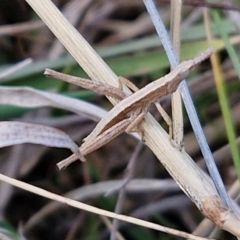 Keyacris scurra (Key's Matchstick Grasshopper) at Gundary TSR - 29 Jun 2024 by trevorpreston