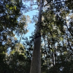 Corymbia maculata (Spotted Gum) at Bermagui State Forest - 28 Jun 2024 by Teresa