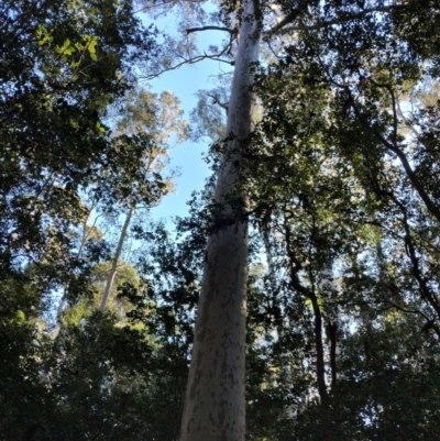 Corymbia maculata (Spotted Gum) at Bermagui State Forest - 28 Jun 2024 by Teresa