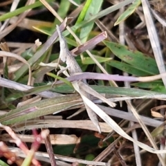 Keyacris scurra (Key's Matchstick Grasshopper) at Gundary TSR - 29 Jun 2024 by trevorpreston