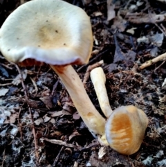 Cortinarius sp. (Cortinarius) at Bermagui State Forest - 28 Jun 2024 by Teresa