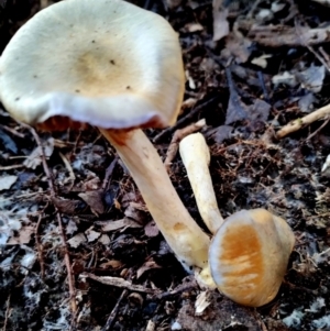 Cortinarius sp. at Bermagui State Forest - 28 Jun 2024 10:52 AM