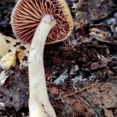 Cortinarius sp. at Bermagui State Forest - 28 Jun 2024 10:52 AM