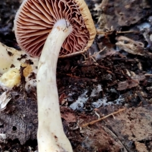 Cortinarius sp. at Bermagui State Forest - 28 Jun 2024 10:52 AM