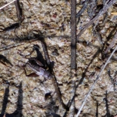 Bobilla sp. (genus) (A Small field cricket) at Gundary TSR - 29 Jun 2024 by trevorpreston