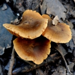 Cortinarius sp. (Cortinarius) at BA124 - 28 Jun 2024 by Teresa