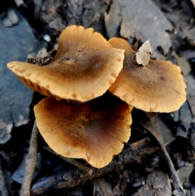 Cortinarius sp. (Cortinarius) at Bermagui State Forest - 28 Jun 2024 by Teresa