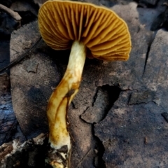 Cortinarius sp. at BA124 - 28 Jun 2024