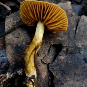 Cortinarius sp. at BA124 - 28 Jun 2024