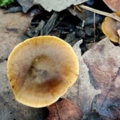 Cortinarius sp. at BA124 - 28 Jun 2024