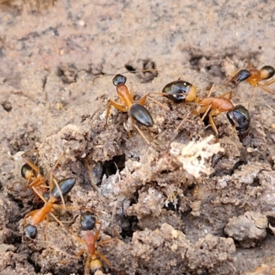Camponotus consobrinus (Banded sugar ant) at Gundary TSR - 29 Jun 2024 by trevorpreston