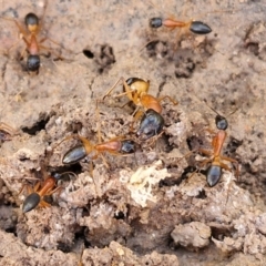 Camponotus consobrinus at Gundary TSR - 29 Jun 2024 12:06 PM