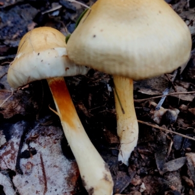 Unidentified Cap on a stem; gills below cap [mushrooms or mushroom-like] at Bermagui State Forest - 28 Jun 2024 by Teresa