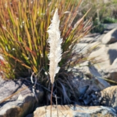 Imperata cylindrica (Blady Grass) at Goulburn Mulwaree Council - 29 Jun 2024 by trevorpreston