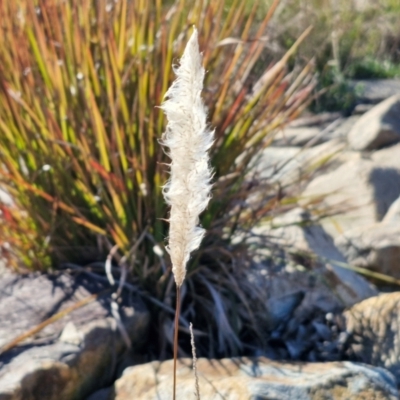 Imperata cylindrica (Blady Grass) at Goulburn Wetlands - 29 Jun 2024 by trevorpreston