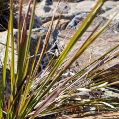 Imperata cylindrica at Goulburn Wetlands - 29 Jun 2024