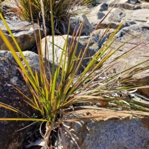 Imperata cylindrica at Goulburn Wetlands - 29 Jun 2024