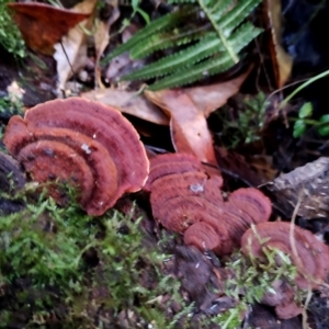 Cyclomyces setiporus at Bermagui State Forest - 28 Jun 2024