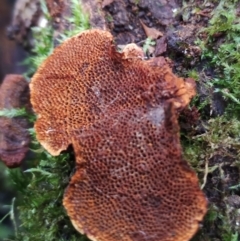 Cyclomyces setiporus at Bermagui State Forest - 28 Jun 2024