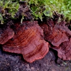 Cyclomyces setiporus at Bermagui State Forest - 28 Jun 2024