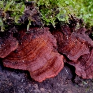 Cyclomyces setiporus at Bermagui State Forest - 28 Jun 2024