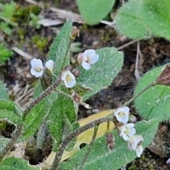 Capsella bursa-pastoris (Shepherd's Purse) at Goulburn Wetlands - 29 Jun 2024 by trevorpreston