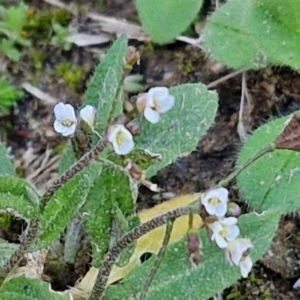 Capsella bursa-pastoris at Goulburn Wetlands - 29 Jun 2024