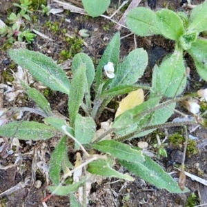 Capsella bursa-pastoris at Goulburn Wetlands - 29 Jun 2024