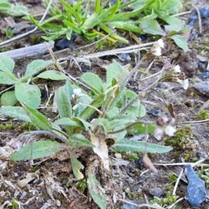 Capsella bursa-pastoris at Goulburn Wetlands - 29 Jun 2024