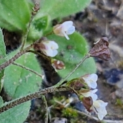 Capsella bursa-pastoris at Goulburn Wetlands - 29 Jun 2024