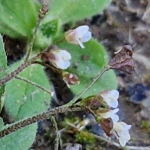 Capsella bursa-pastoris at Goulburn Wetlands - 29 Jun 2024 10:49 AM